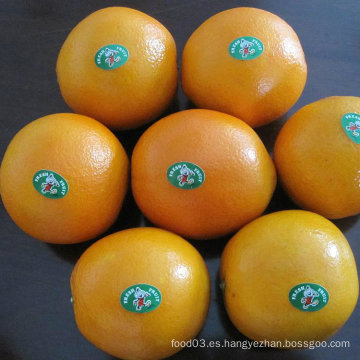 Calidad estándar de la naranja fresca del ombligo